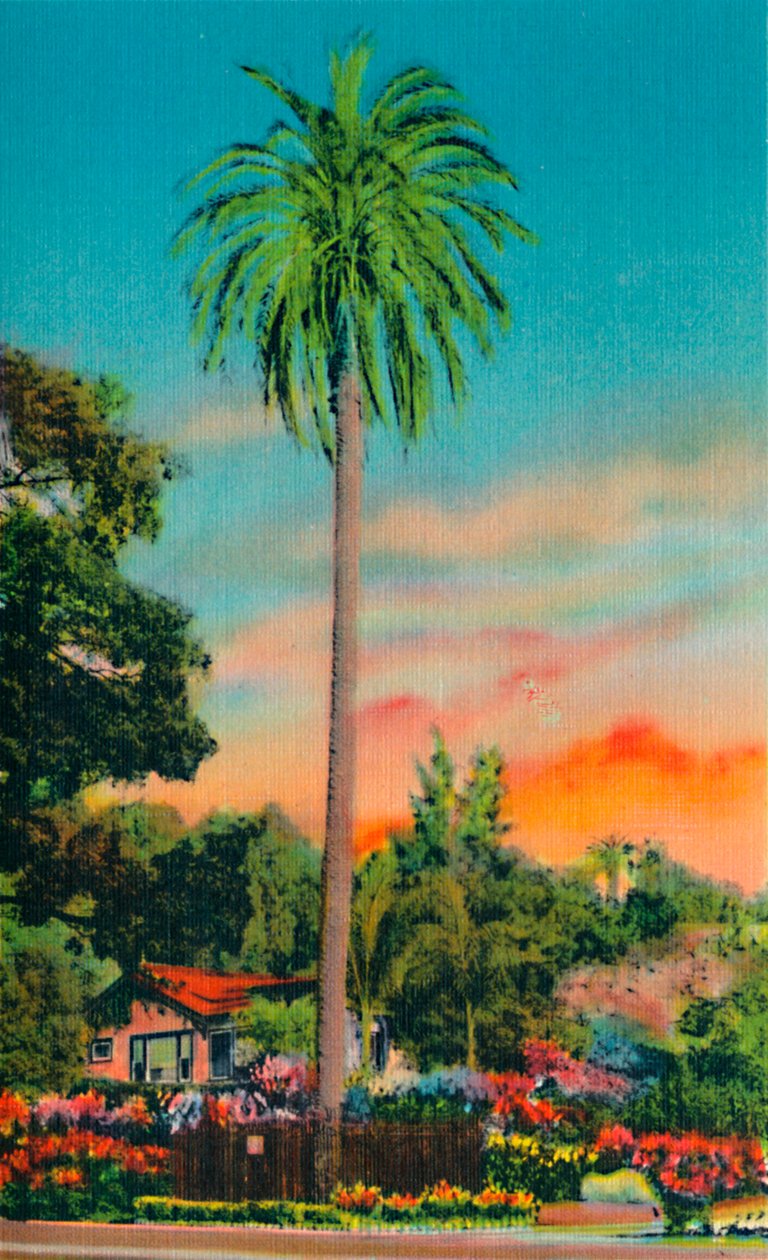 Serra Palm. Ensimmäinen palmu Kaliforniassa vuonna 1941 tekijältä Unbekannt