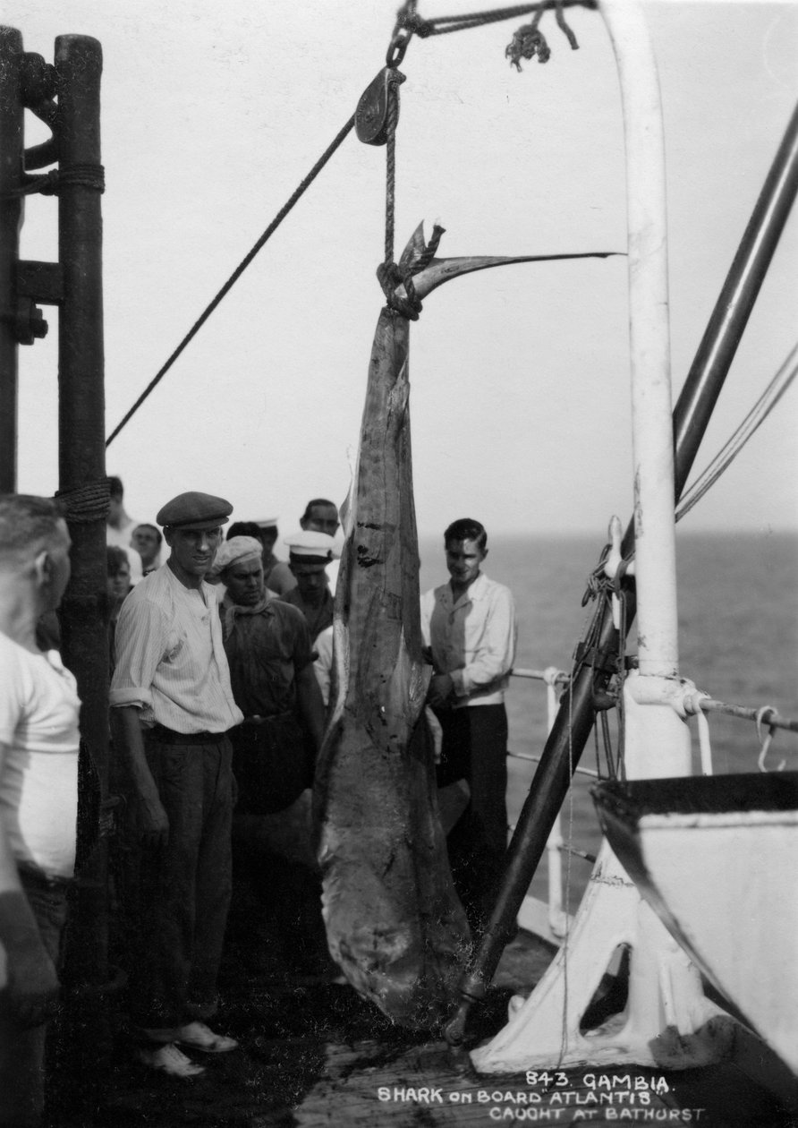 Hai risteilyaluksella Atlantis, pyydetty Bathurstista Gambiasta 1900-luvulla tekijältä Unbekannt