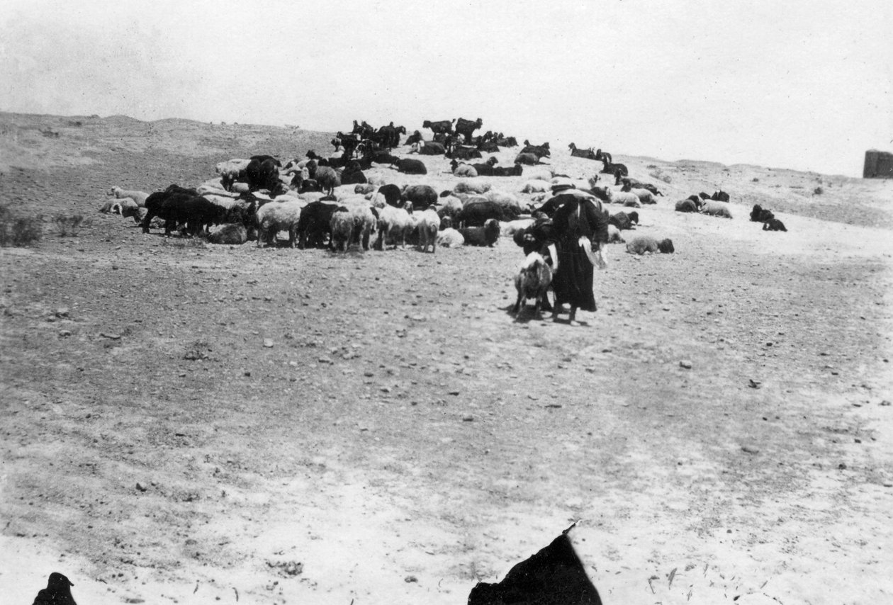 Lampaat laiduntavat Samarran ulkopuolella Mesopotamiassa, 1918 tekijältä Unbekannt
