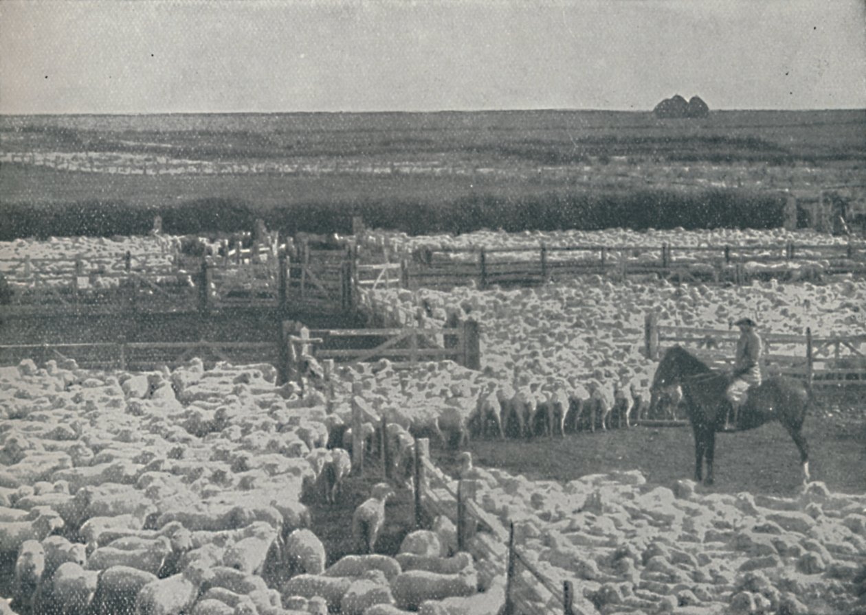 Lammastarhat Australiassa, 1910 tekijältä Unbekannt