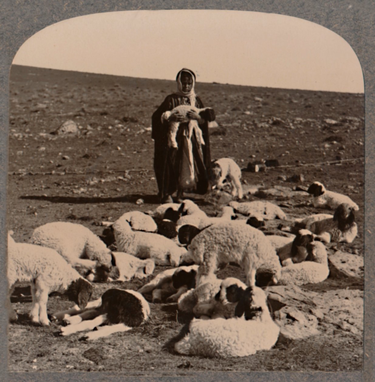 Paimen ja lauma, c1900 tekijältä Unbekannt