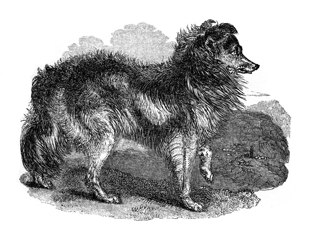 Paimenkoira, 1848 tekijältä Unbekannt