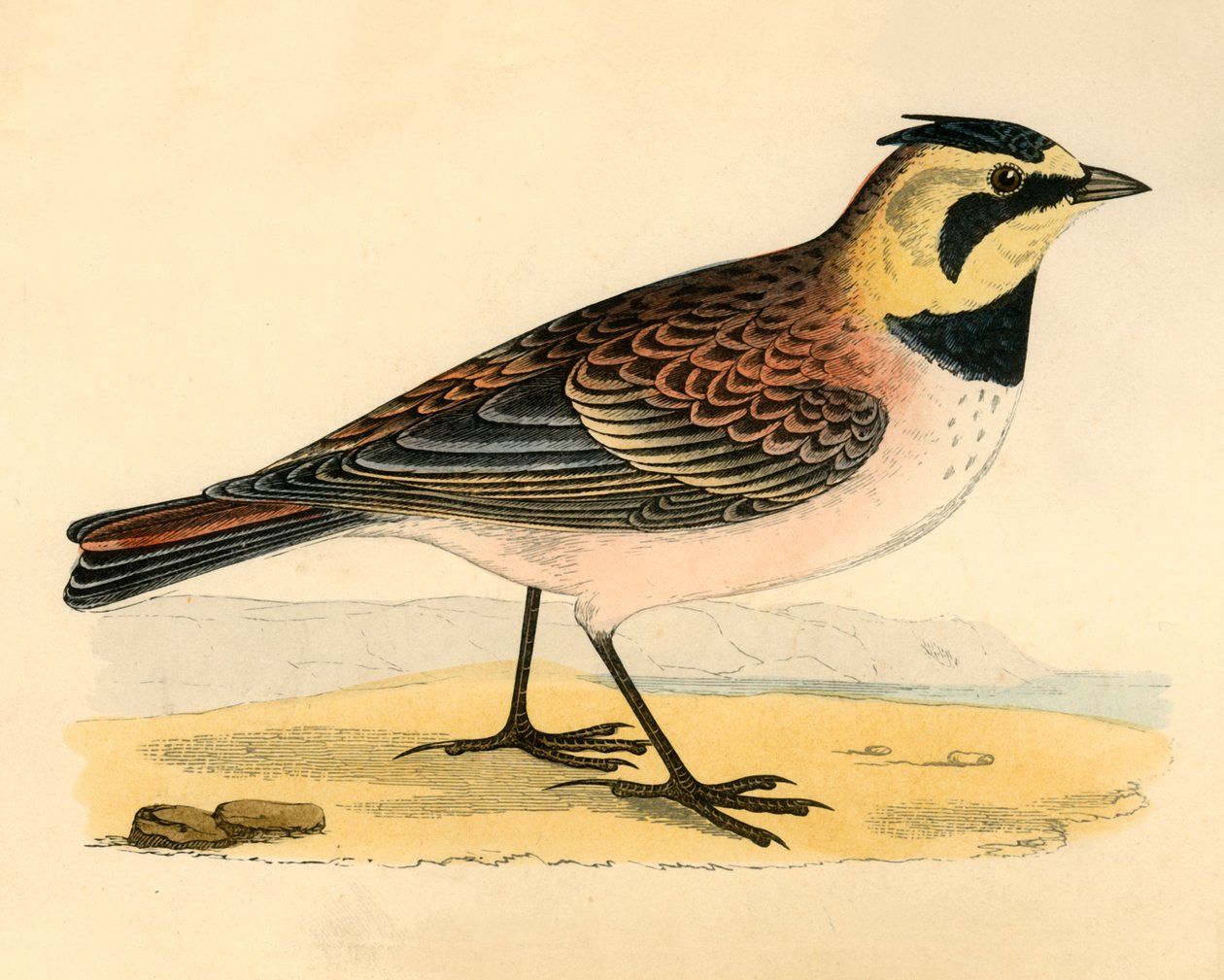 Shore Lark, 1800-luvun loppu. tekijältä Unbekannt