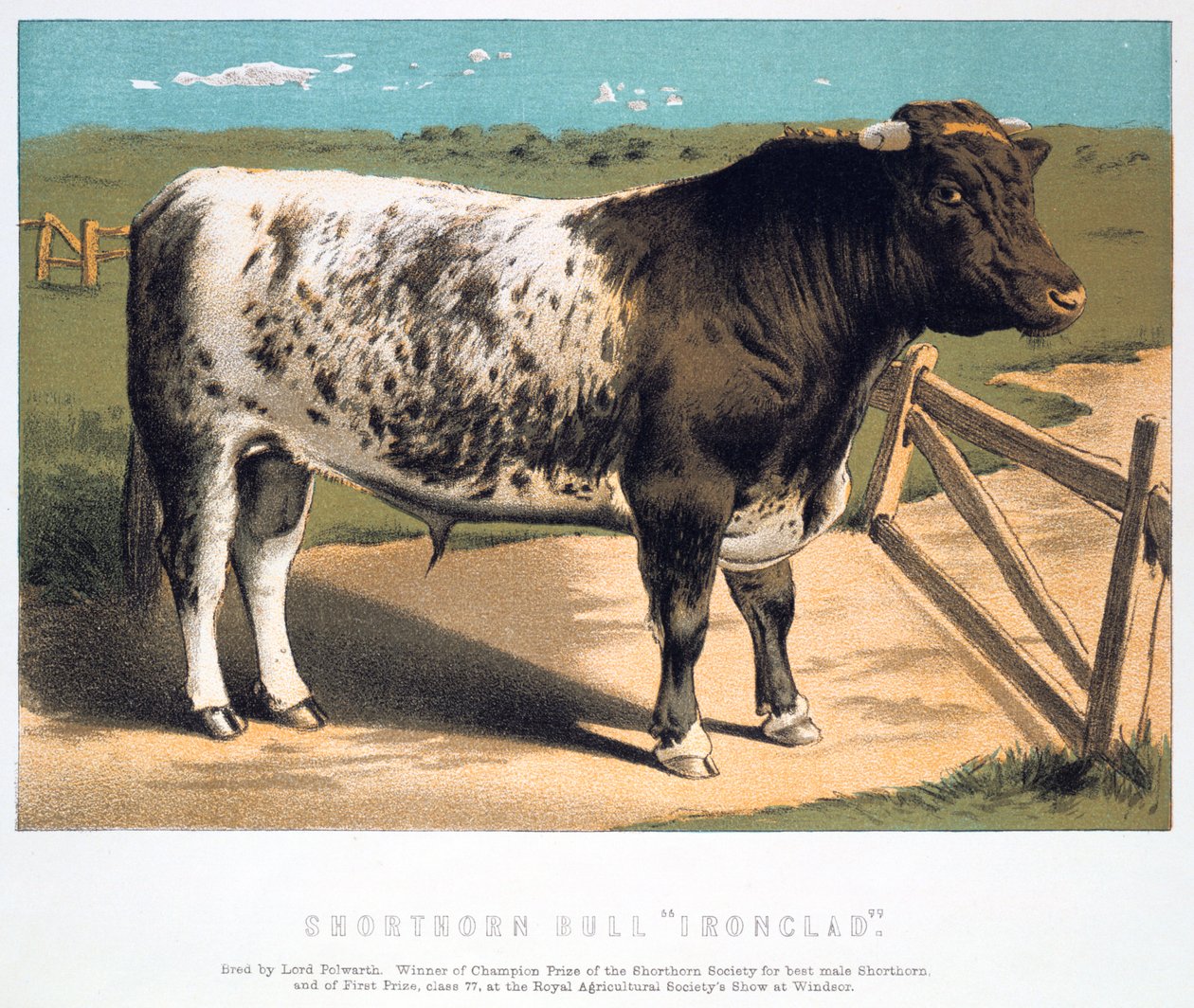 Shorthorn Bull Ironclad, 1875 tekijältä Unbekannt