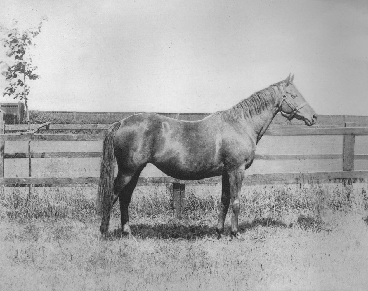 Neiti, 1911 tekijältä Unbekannt