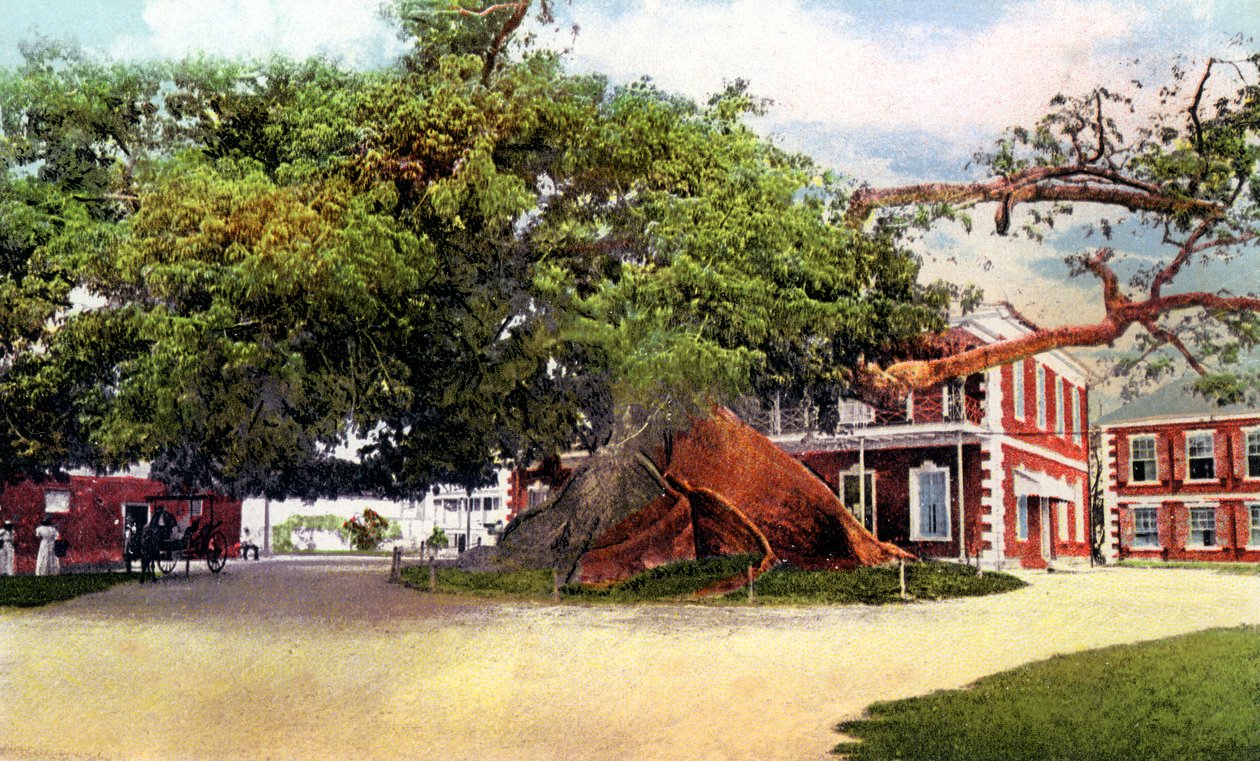 Silk Cotton Tree, Nassau, New Providence, Bahama, 1900-luku tekijältä Unbekannt
