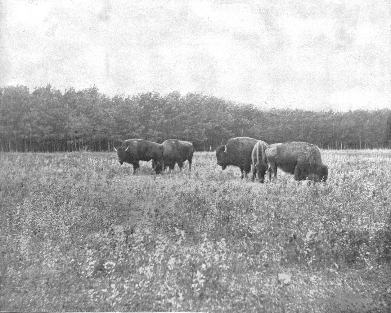 Silver Heights, Winnipeg, Kanada, c1900. tekijältä Unbekannt