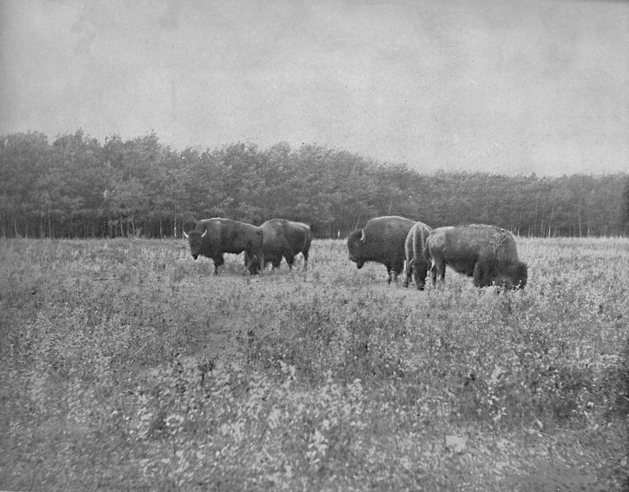 Silver Heights, Winnipeg, 1897. tekijältä Unbekannt