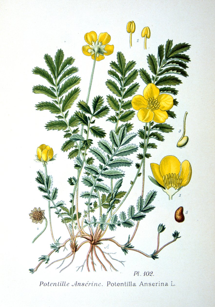 Silverweed, 1893 tekijältä Unbekannt