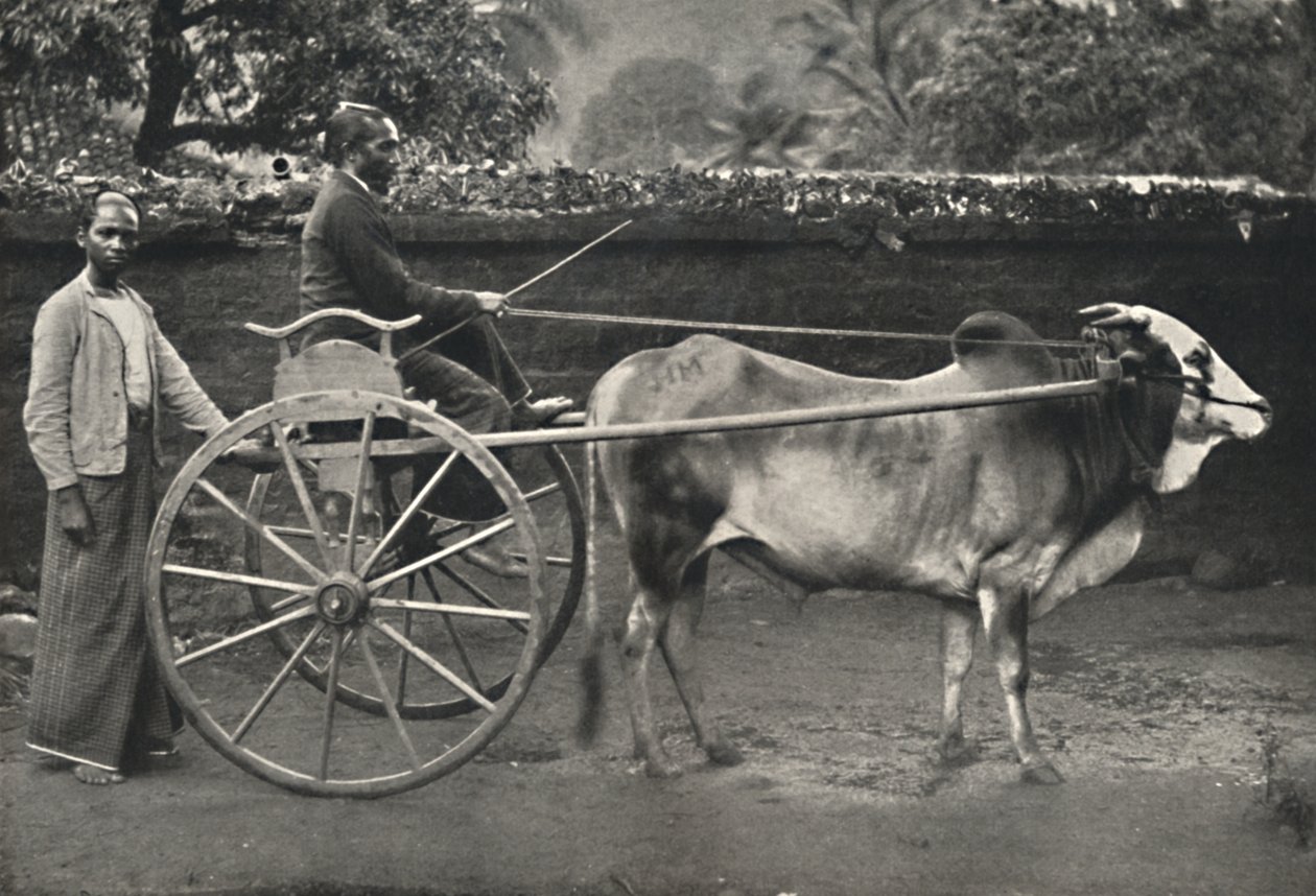 Singhalesisches Zebufuhrwerk, 1926 tekijältä Unbekannt