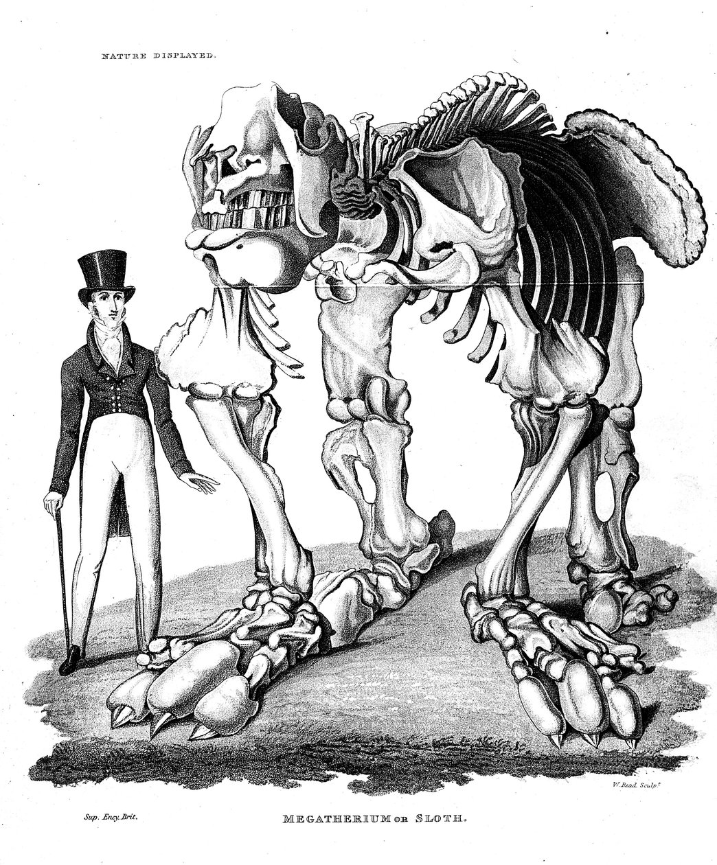 Megatheriumin luuranko, sukupuuttoon kuollut jättiläislaiskiainen, 1823 tekijältä Unbekannt