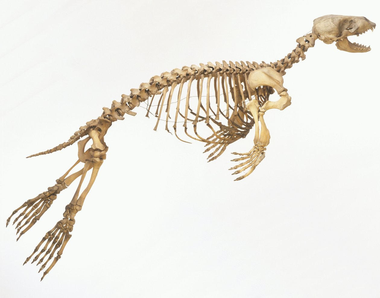 Kirjohylkeen (Phoca vitulina) luuranko "liikkeessä", sivukuva ©Dave King/Dorling Kindersley/UIG/Leemage tekijältä Unbekannt