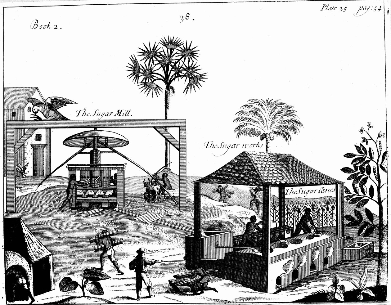 Orjatyövoimaa sokeriviljelmällä Länsi-Intiassa, 1725 tekijältä Unbekannt