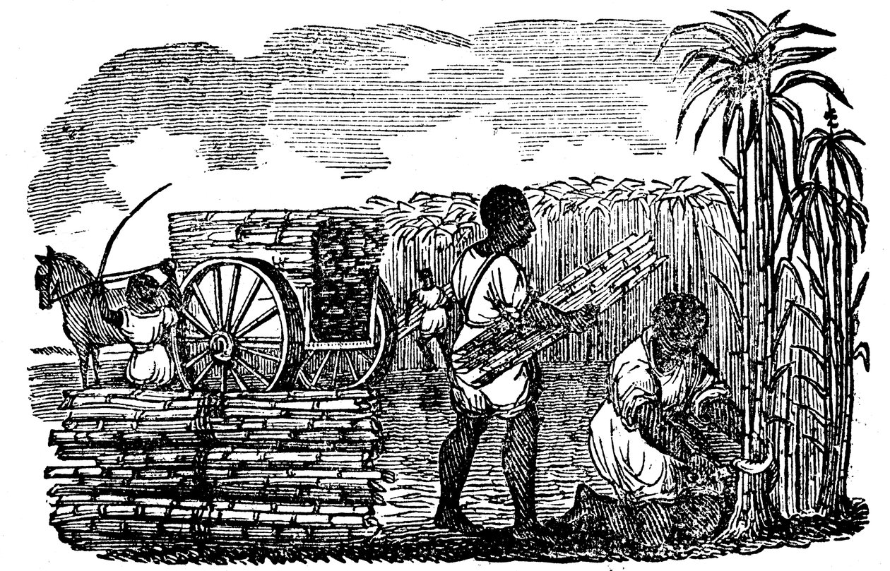 Orjat keräävät sokeriruokoa Louisianassa, 1833 tekijältä Unbekannt