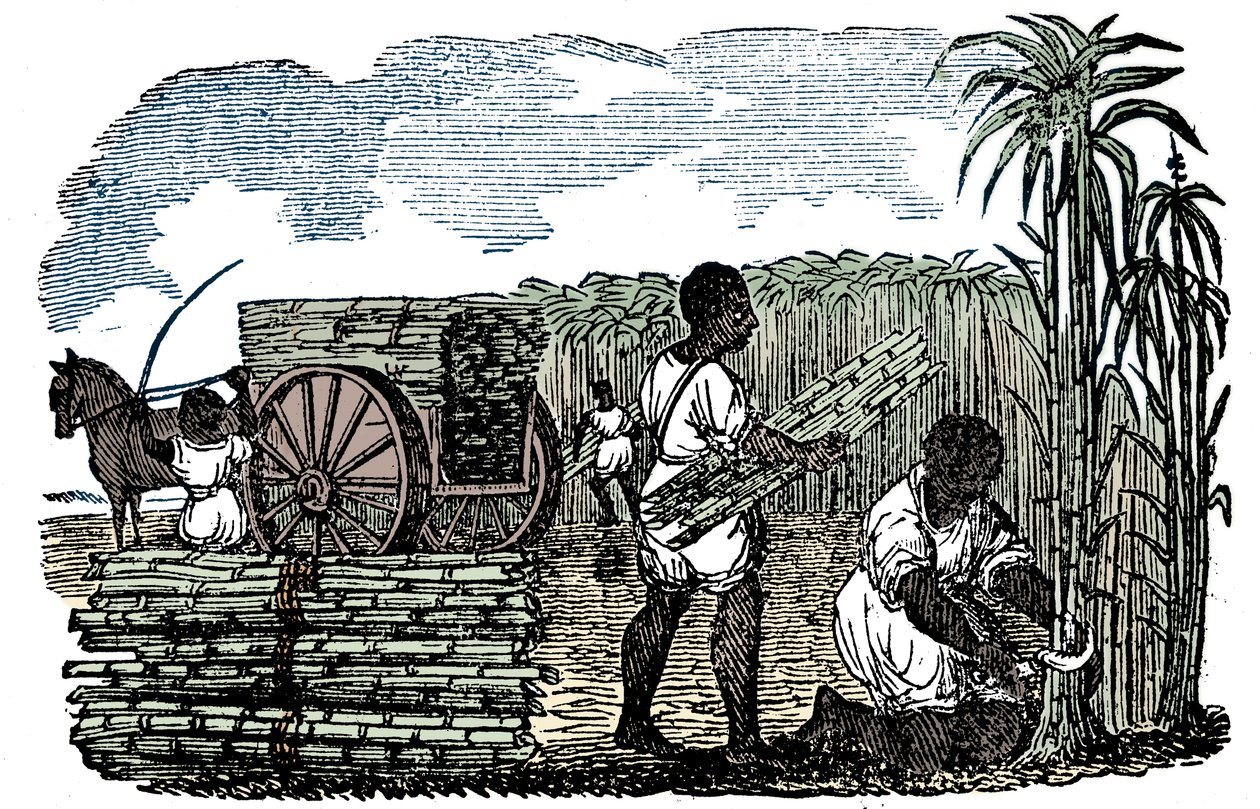 Orjat keräävät sokeriruokoa Louisianassa, 1833 tekijältä Unbekannt