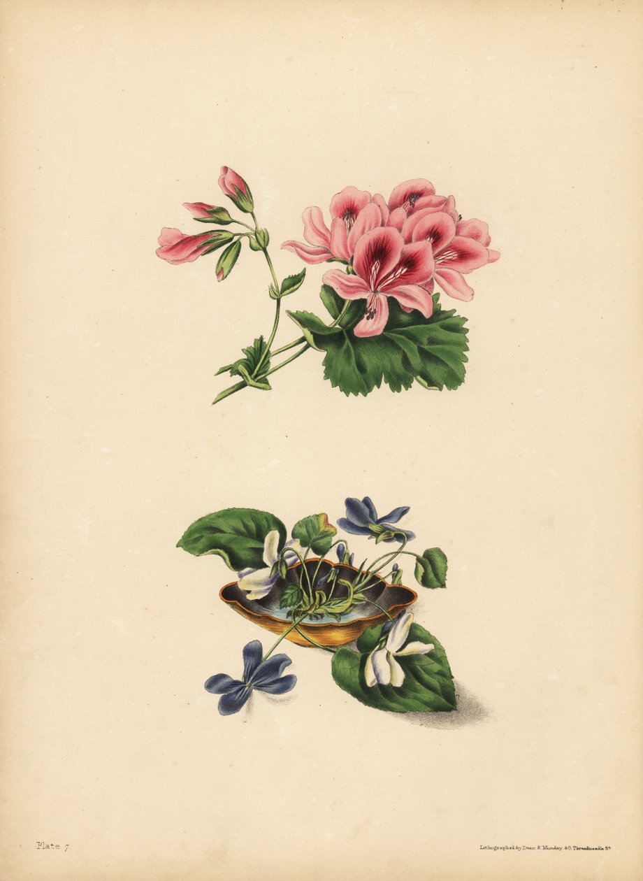 Smithin geranium, etusija; Suloiset violetit ja valkoiset kukkaiset violetit, tunteiden puhtaus, rehellisyys, vaatimattomuus ja viattomuus tekijältä Unbekannt