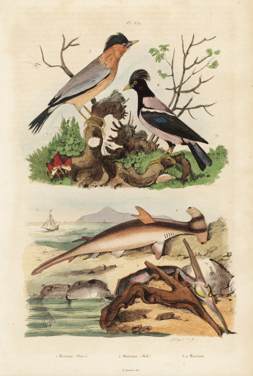 Sileä vasarapää, Sphyrna malleus 1, vasara osteri, Malleus malleus 2, brahminy myna, Sturnia pagodarum 3 ja ruusukottarainen, Pastor roseus 4 tekijältä Unbekannt