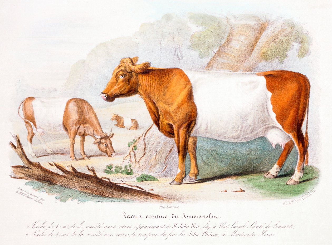 Somersetin lehmät, 1842 tekijältä Unbekannt