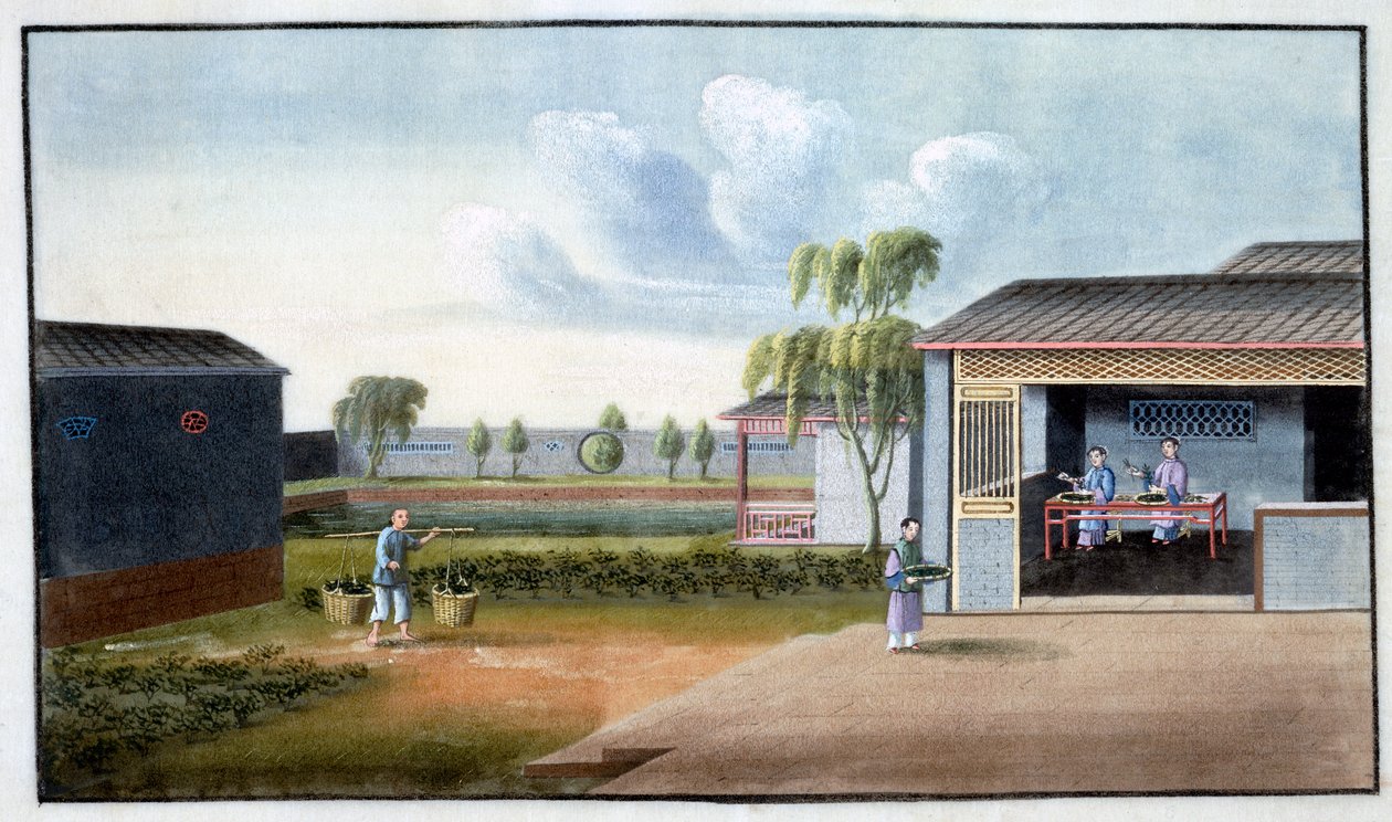 Teelajittelu, 1800-luku tekijältä Unbekannt