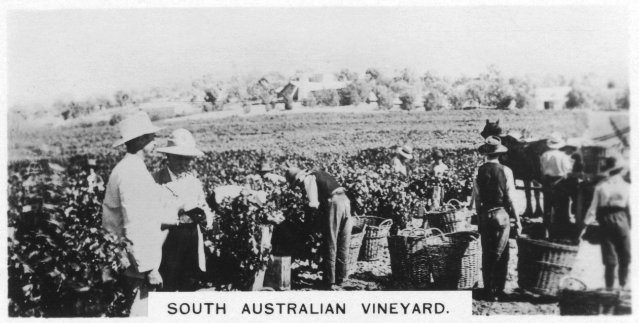 Etelä-Australian viinitarha, 1928 tekijältä Unbekannt
