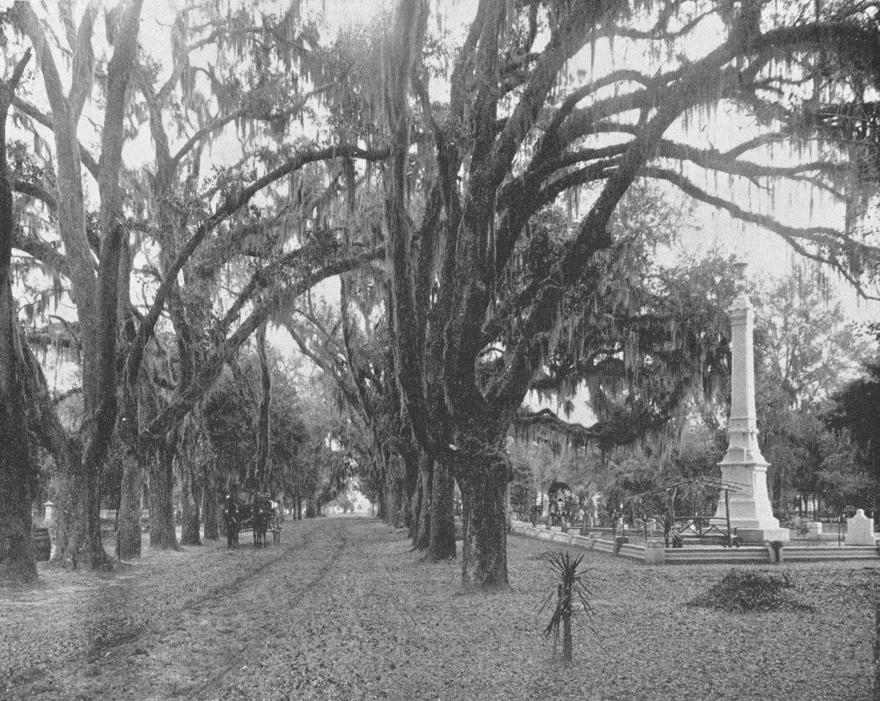 Spanish Moss on Live Oaks, Savannah, Georgia, USA, c1900. tekijältä Unbekannt