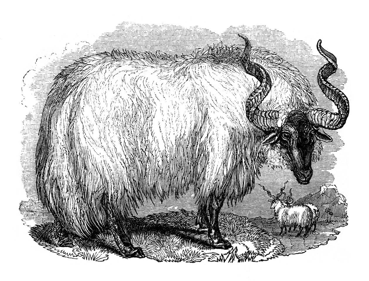 Espanjan lammas, 1848 tekijältä Unbekannt
