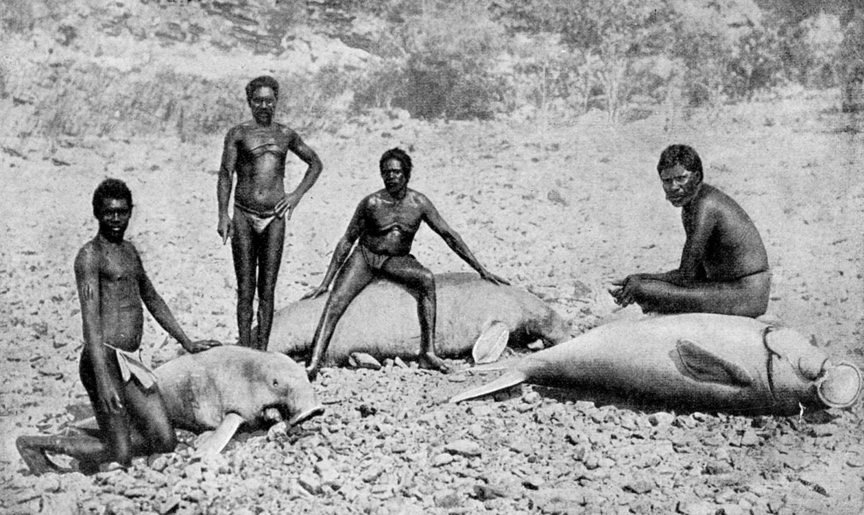 Speared manatee, Luoteis-Australia, 1922 tekijältä Unbekannt