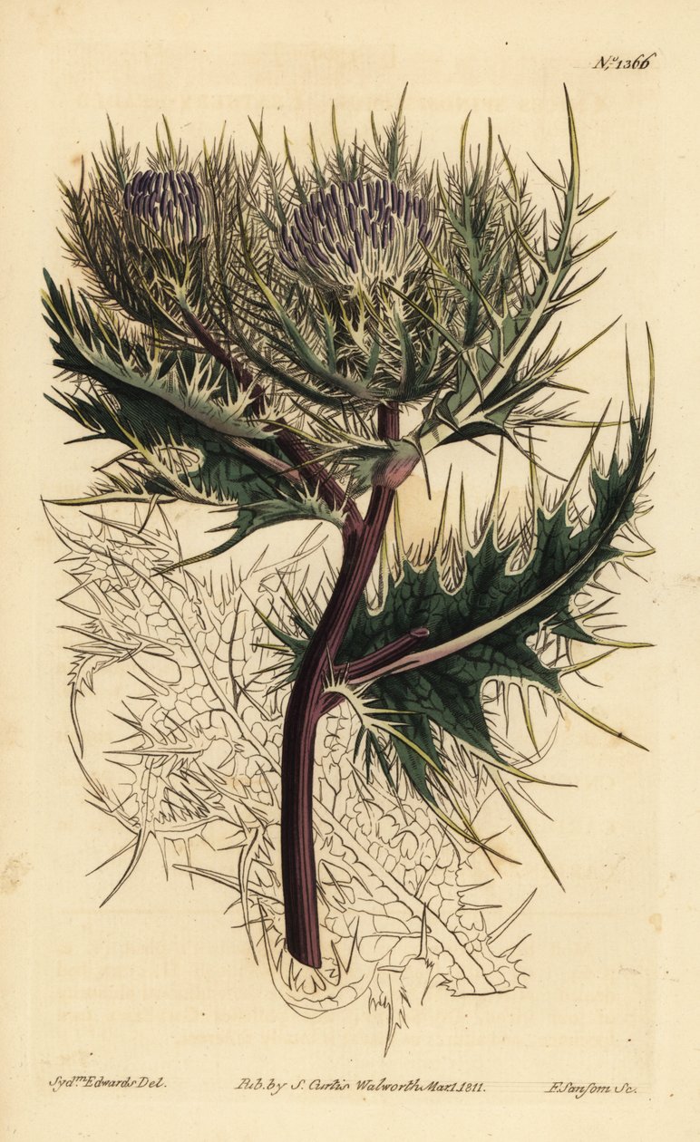 Spinisin ohdake, Cirsium spinosissimum (höyhenpäinen cnicus, Cnicus spinosissimus) tekijältä Unbekannt