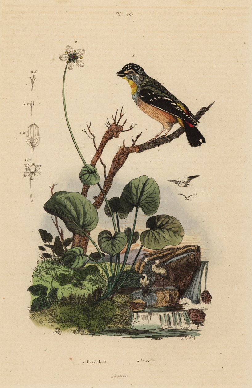 Täplikäs pardalote, Pardalotus punctatus tekijältä Unbekannt
