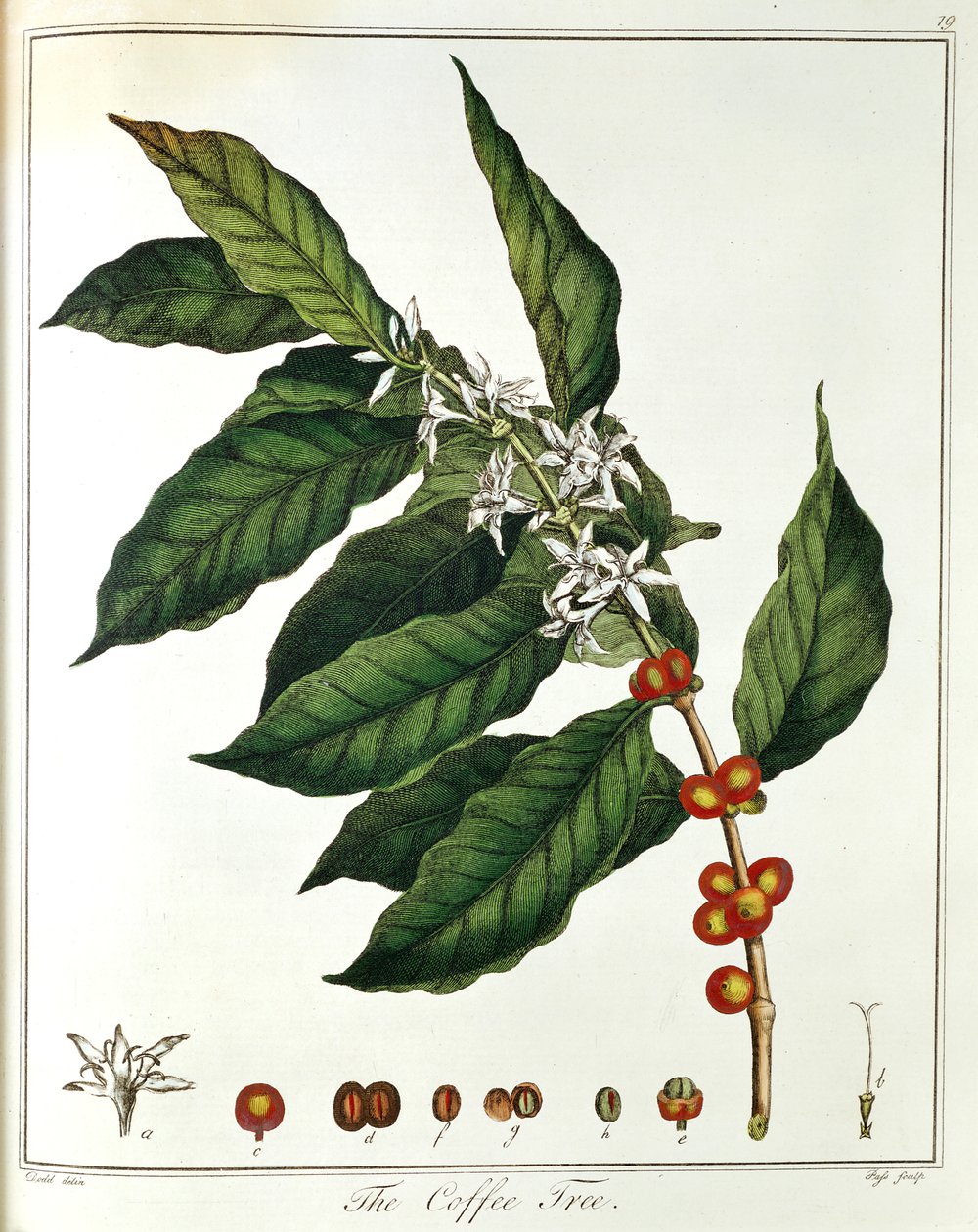 Kahvin oksa Coffea arabica, jossa näkyy kukat ja pavut, 1798 tekijältä Unbekannt