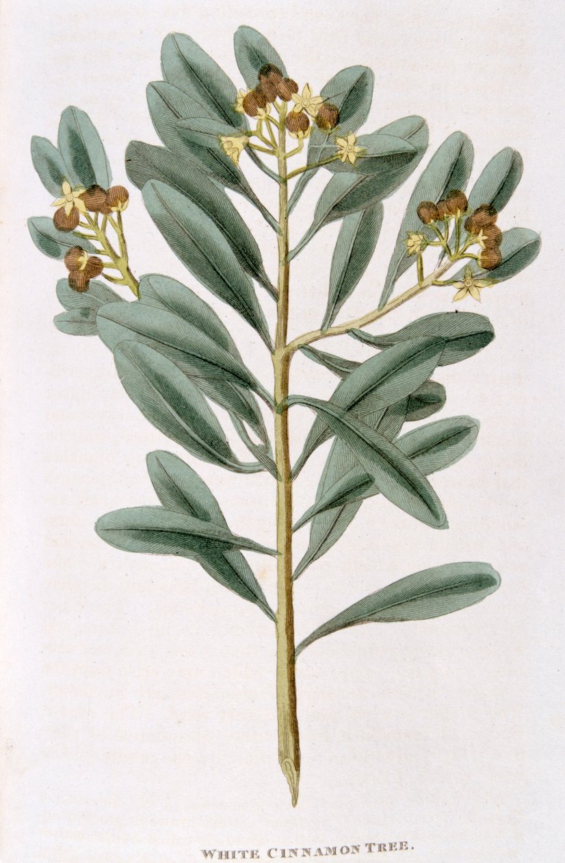 Valkoisen kanelin oksa Canella alba, 1823 tekijältä Unbekannt