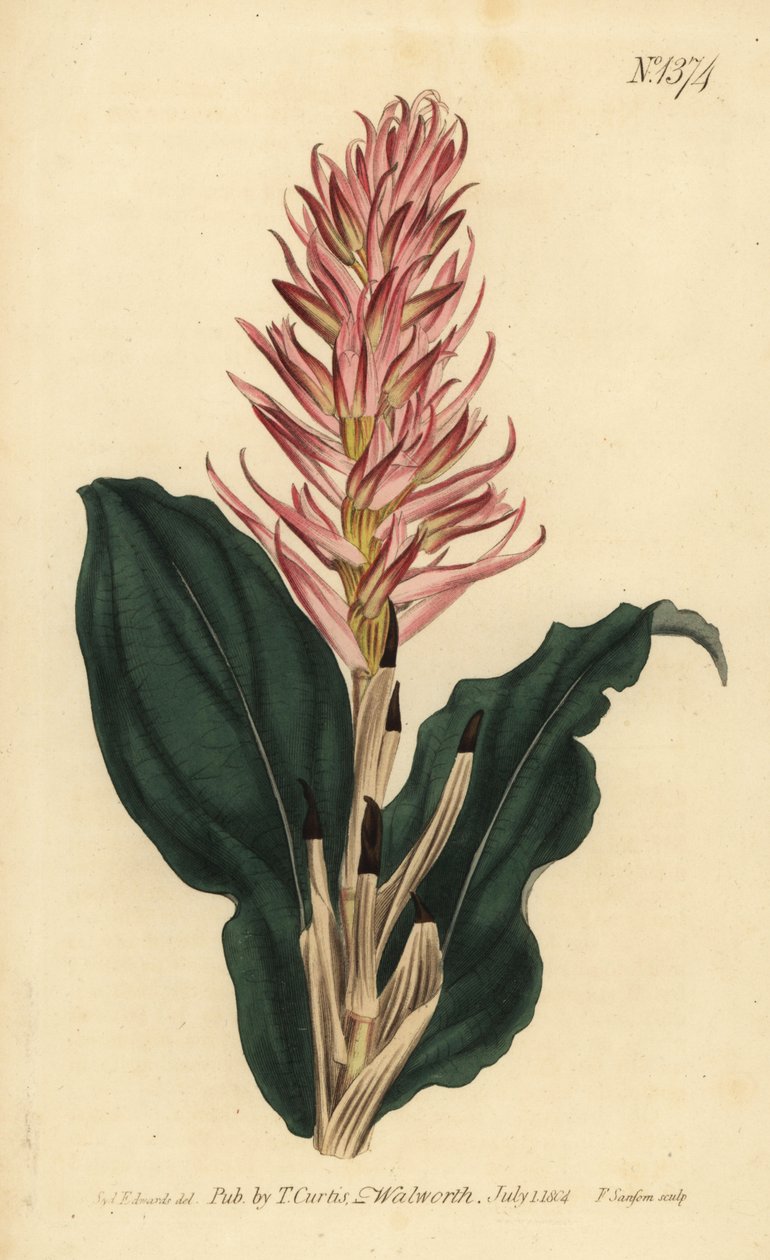 Stenorrhynchos speciosum orkidea (punakukkainen neottia, Neottia speciosa) tekijältä Unbekannt