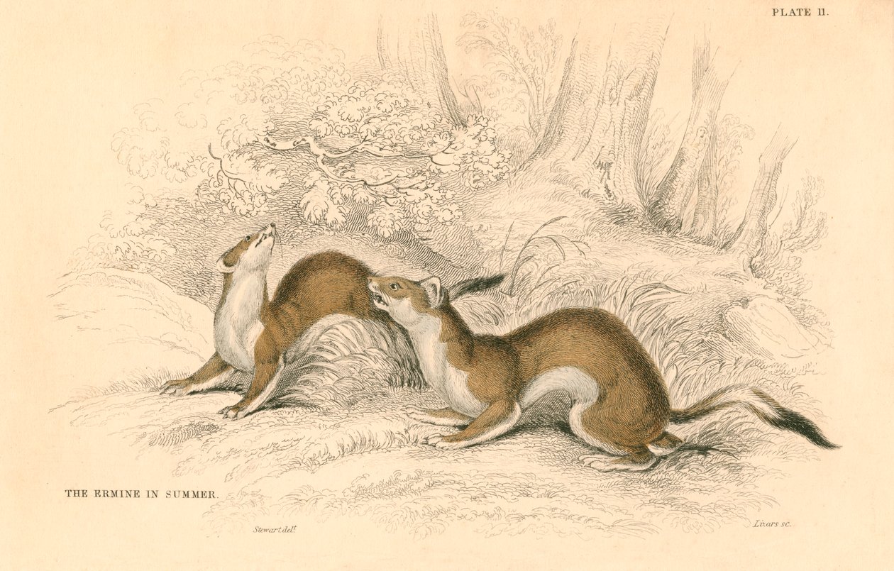 Stoat Mustela erminea, lumikkoperheen jäsen, 1828 tekijältä Unbekannt