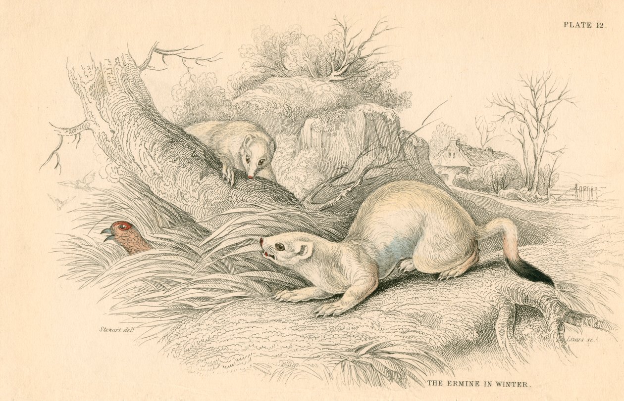 Stoat Mustela erminea, lumikkoperheen jäsen, 1828 tekijältä Unbekannt