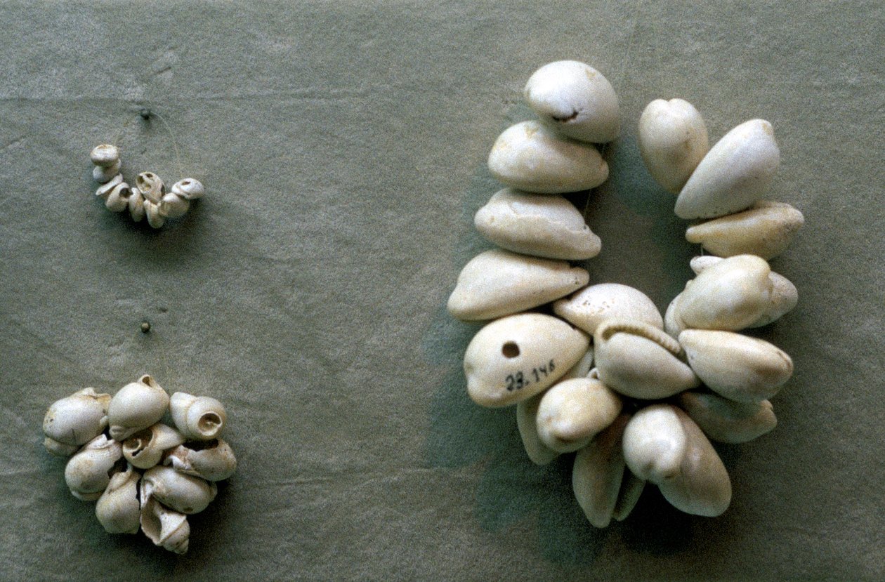 Cowrie-kuoret tekijältä Unbekannt