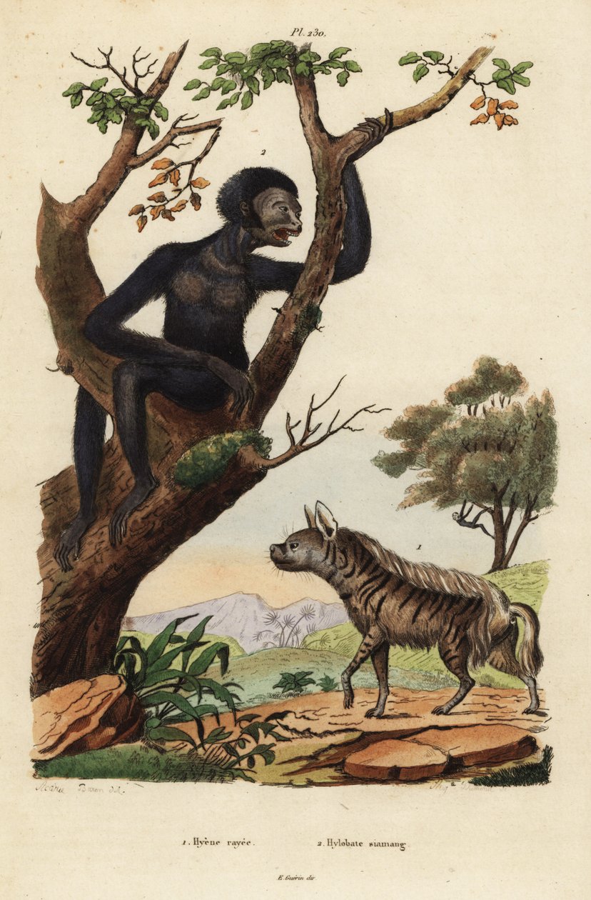 Raidallinen hyeena, Hyaena hyaena 1 ja siamang, Symphalangus syndactylus, uhanalainen 2 tekijältä Unbekannt