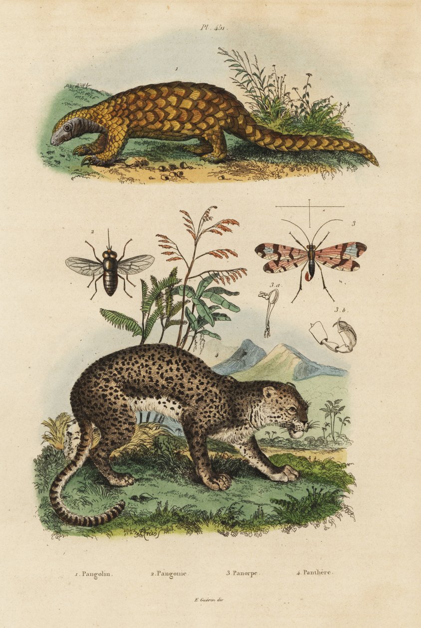 Sunda pangolin, Manis javanica, erittäin uhanalainen 1, leopardi, Panthera pardus 4, hevoskärpäs, Tabanus rostratus 3, skorpionikärpäs, Panorpa communis 3 tekijältä Unbekannt