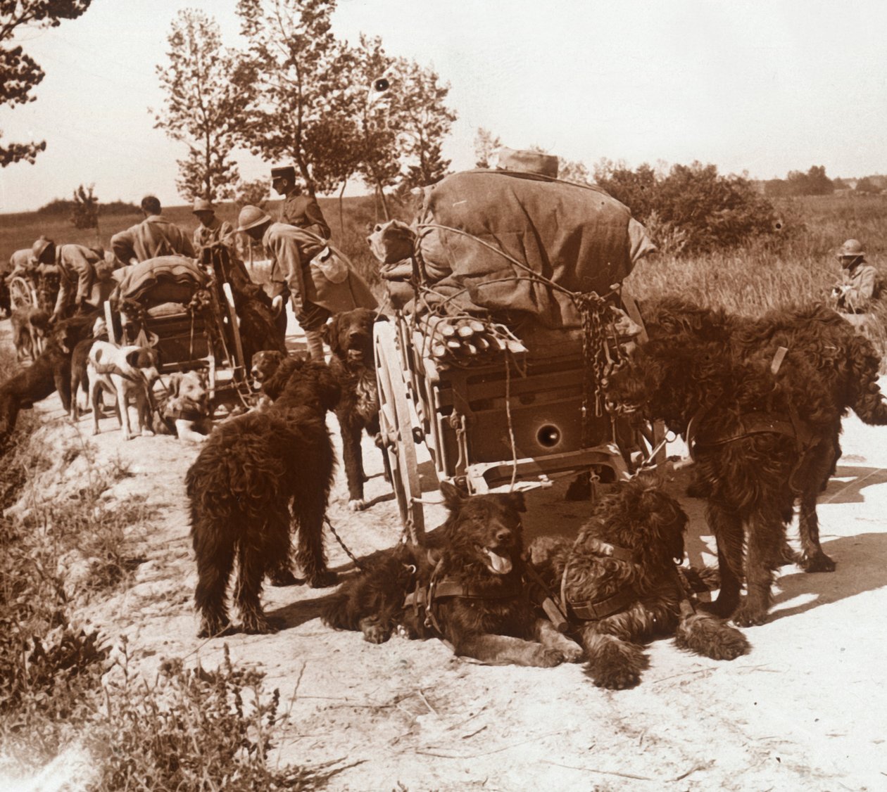 Supply dogs, c1914-c1918 tekijältä Unbekannt