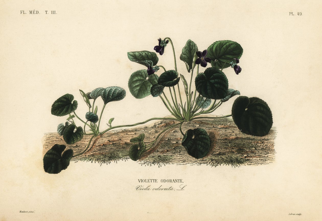 Makea orvokki tai puutarhavioletti, Viola odorata, Makea orvokki tekijältä Unbekannt