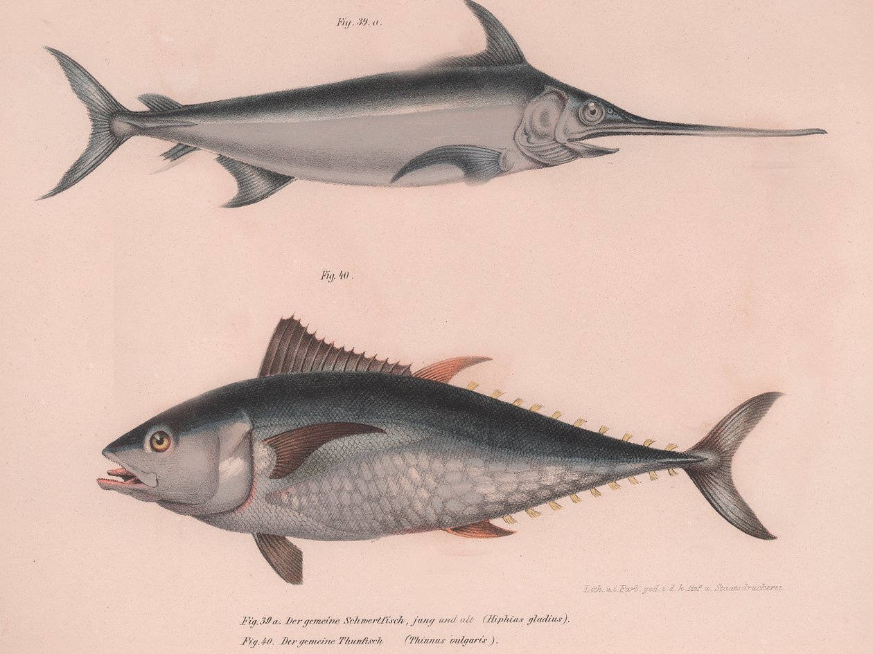 Miekkakalan Xiphias-miekka, Thinnus bulgaris, noin 1850-luku tekijältä Unbekannt