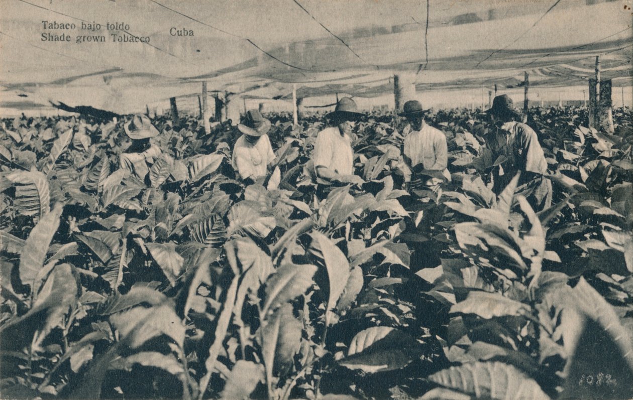 Tupakka markiisin alla. Varjossa kasvatettu tupakka - Kuuba, c1900 tekijältä Unbekannt