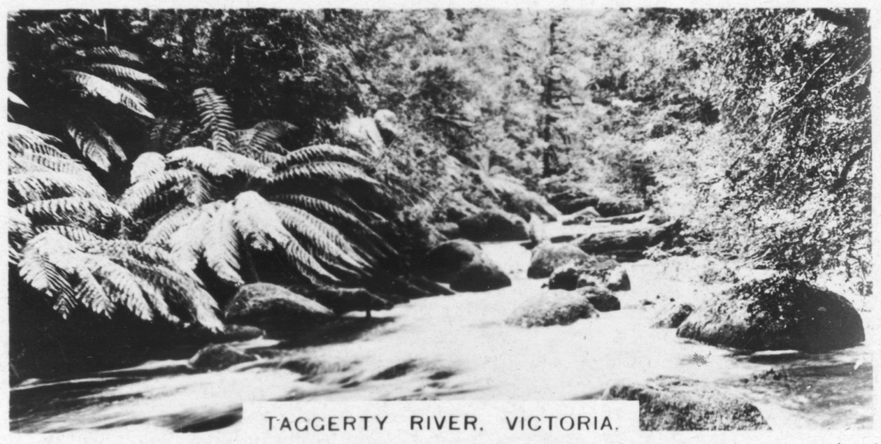 Taggerty River, Victoria, Australia, 1928 tekijältä Unbekannt