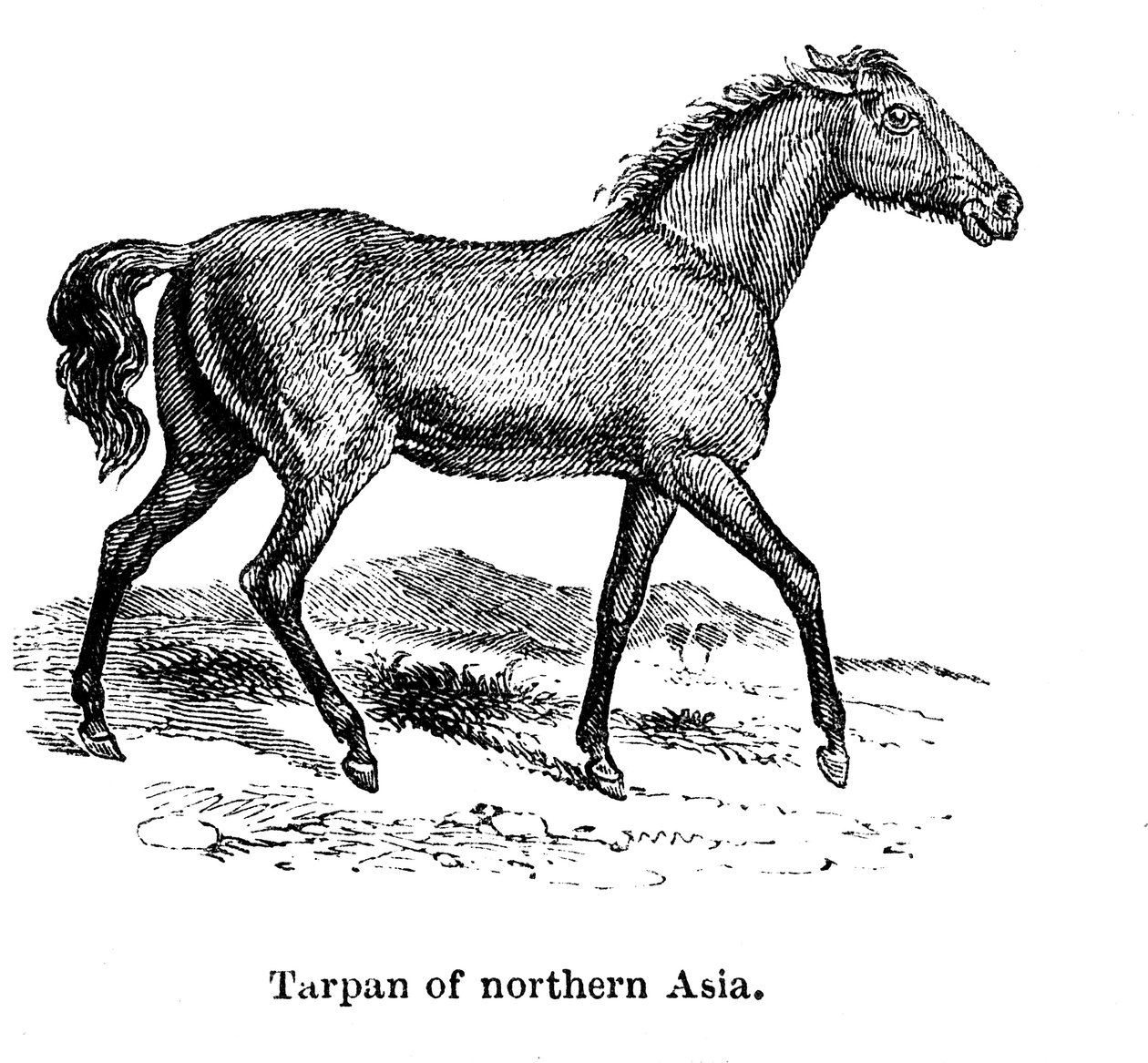 Tarpan, 1850 tekijältä Unbekannt