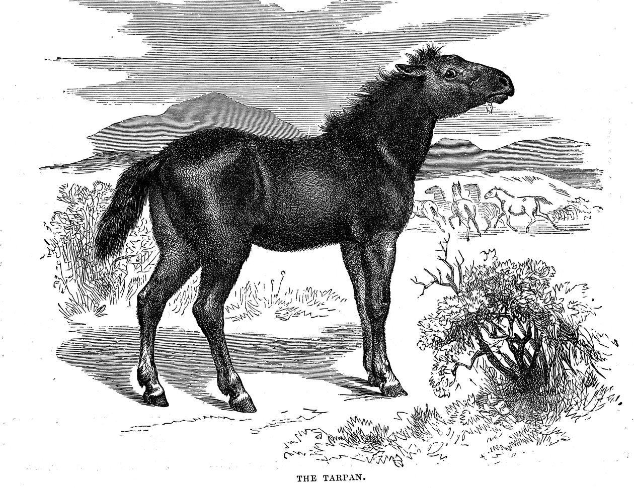Tarpan, 1884 tekijältä Unbekannt
