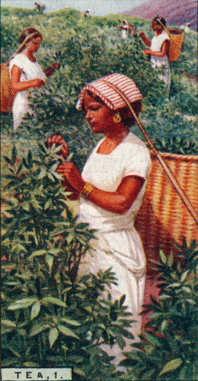 Tea, 1. - Lehtien nyppiminen, Ceylon, 1928 tekijältä Unbekannt