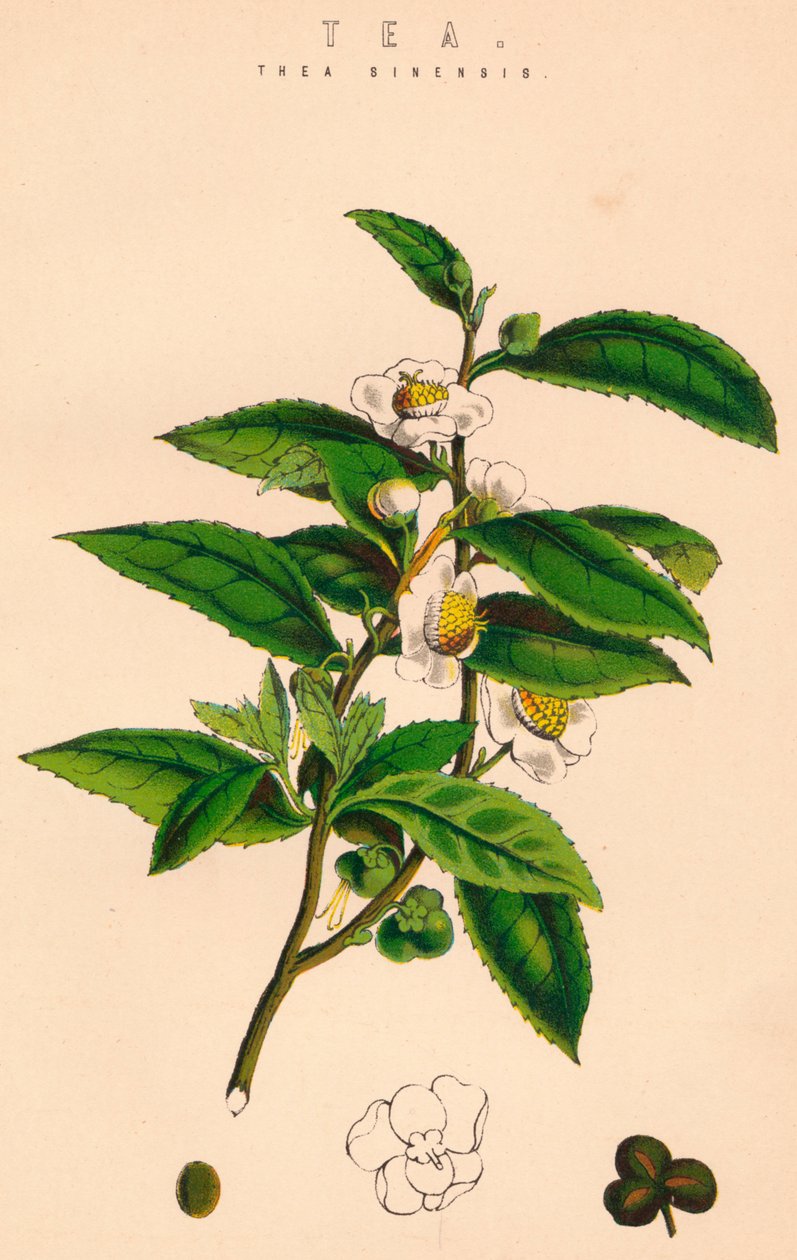 Tea, 1800-luku tekijältä Unbekannt