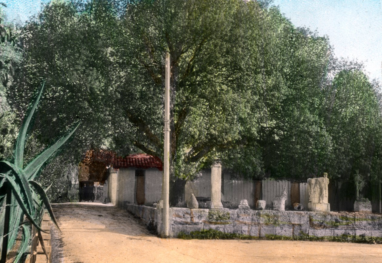 Terebinth-puu, Hammam Meskoutine, Algeria tekijältä Unbekannt