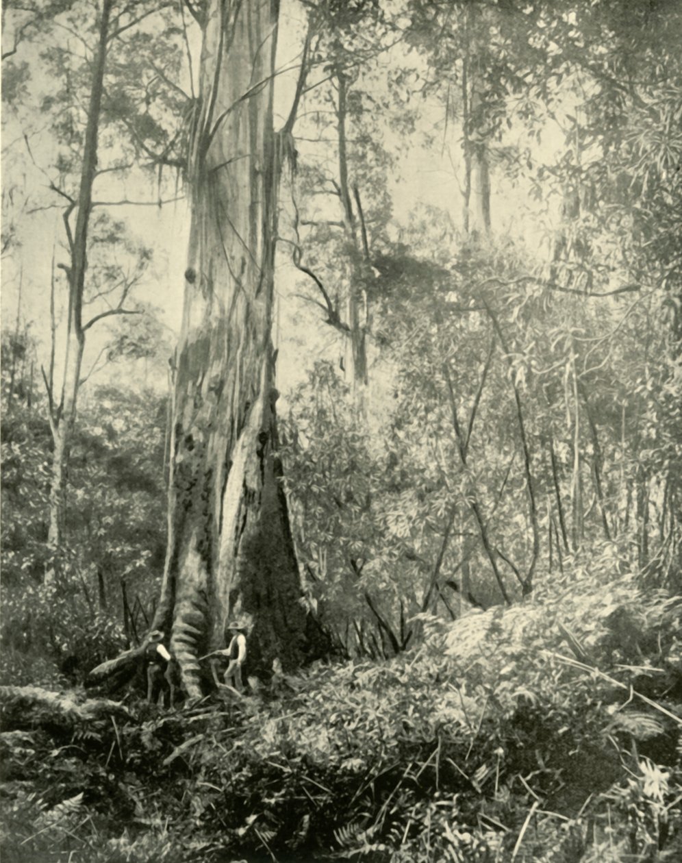 Paroni, tunnettu korkea puu, 1901. tekijältä Unbekannt