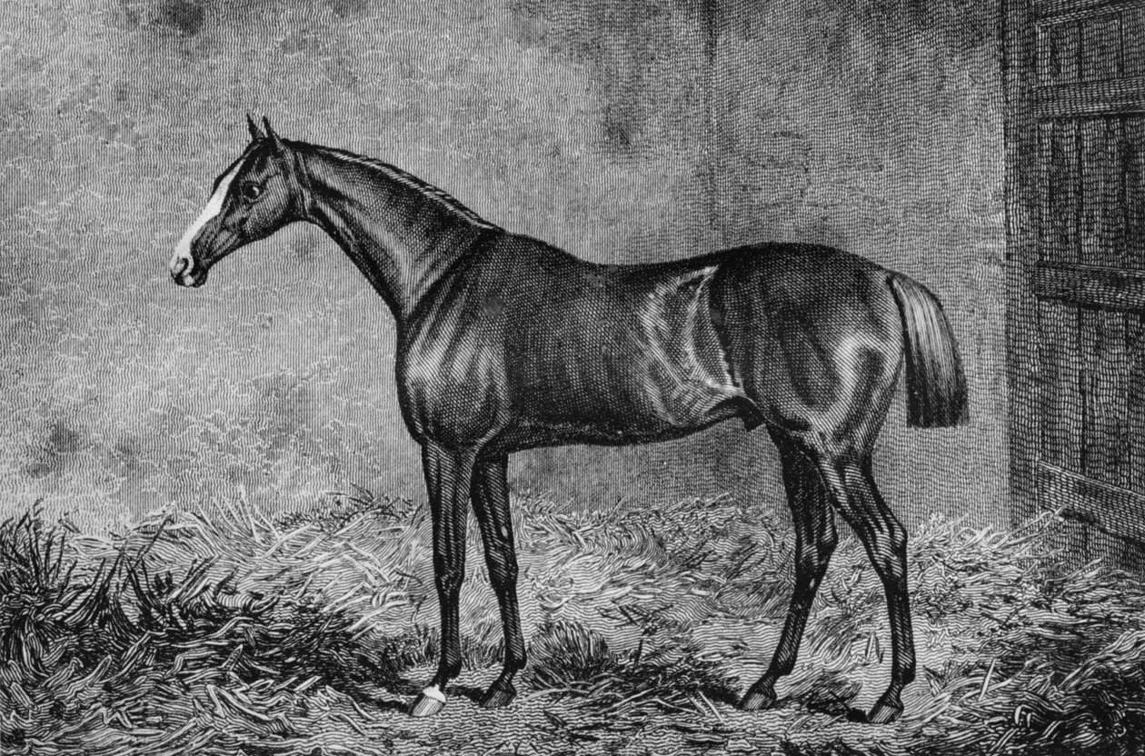 Eversti, 1825-1847, 1911 tekijältä Unbekannt