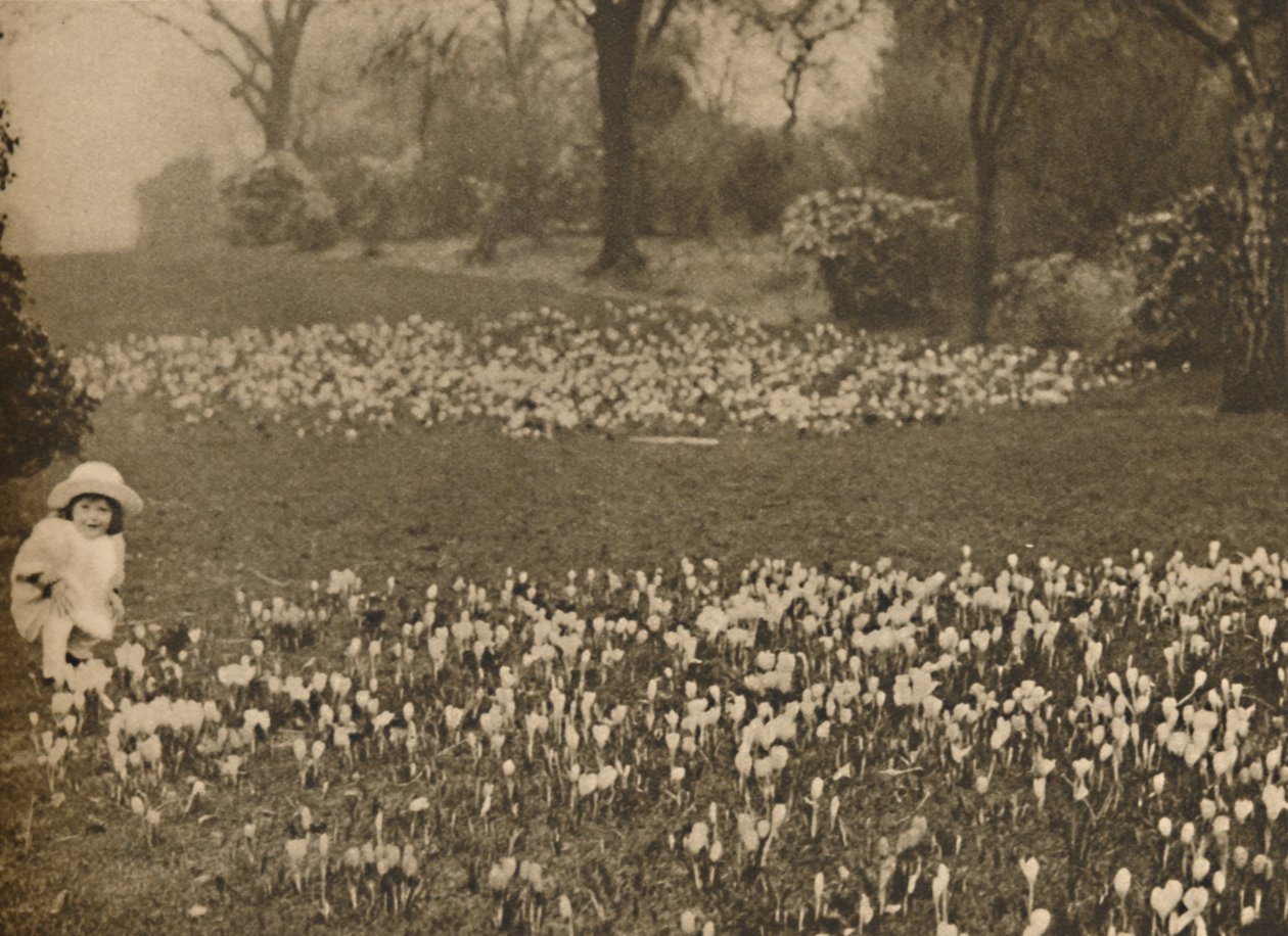 Kevään krookusmatto, vuodelta 1935. tekijältä Unbekannt